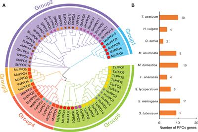 Genome-wide analysis of the polyphenol oxidase gene family reveals that MaPPO1 and MaPPO6 are the main contributors to fruit browning in Musa acuminate